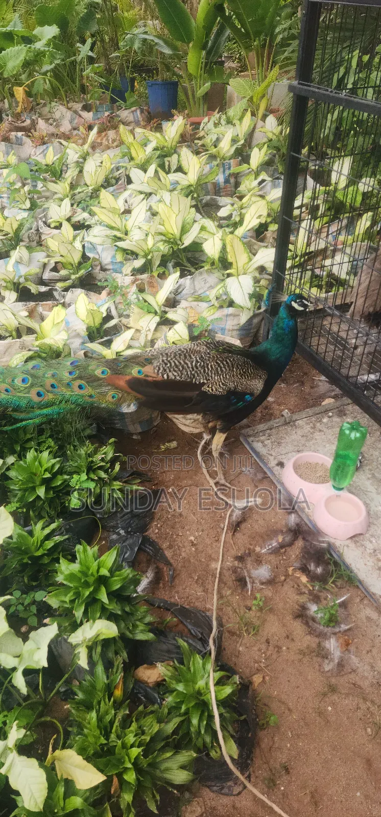 Mature Peacocks