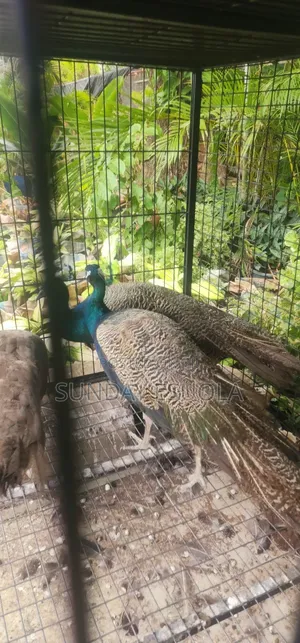 Mature Peacocks