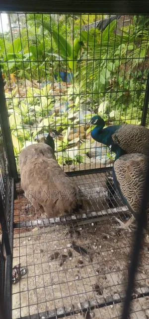 Mature Peacocks