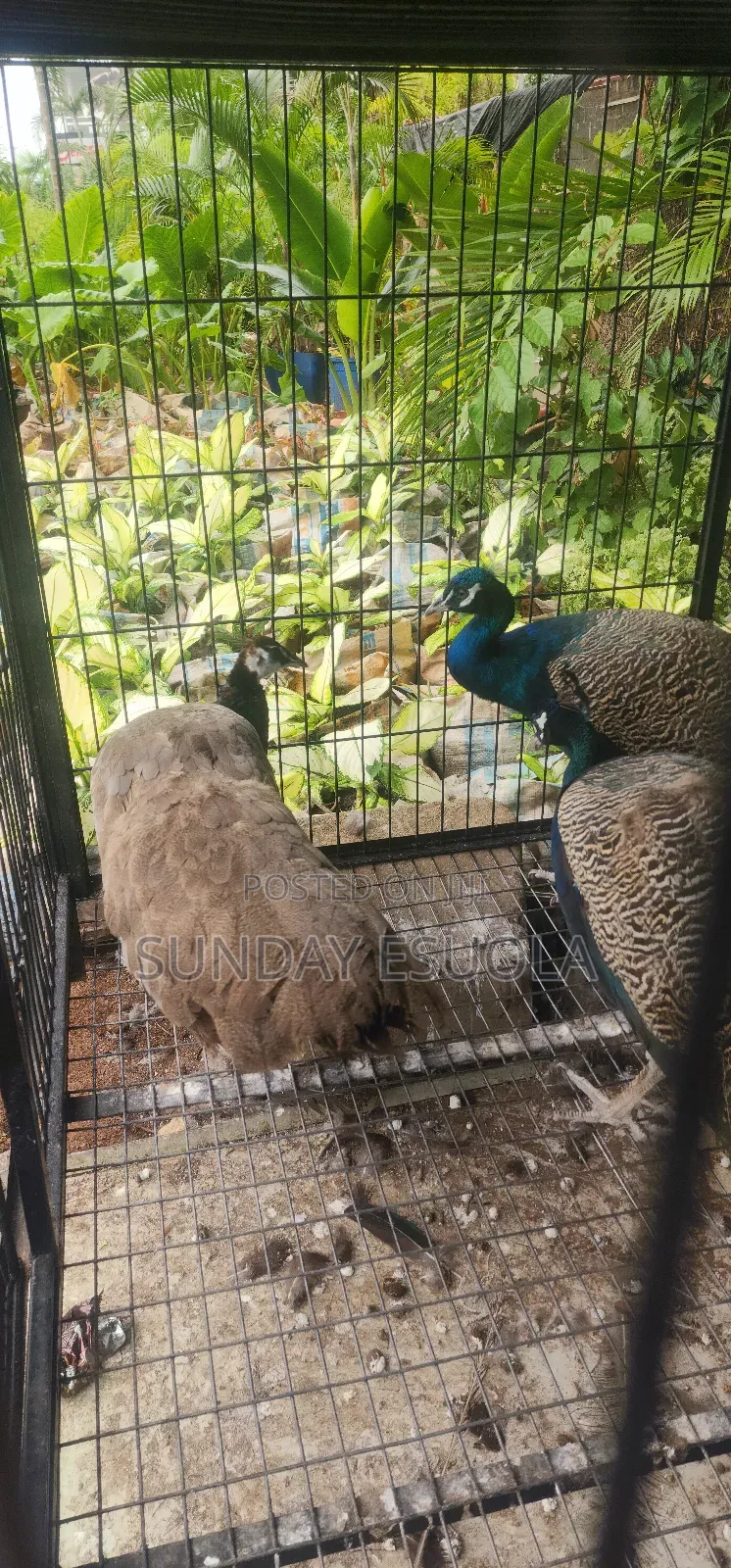 Mature Peacocks