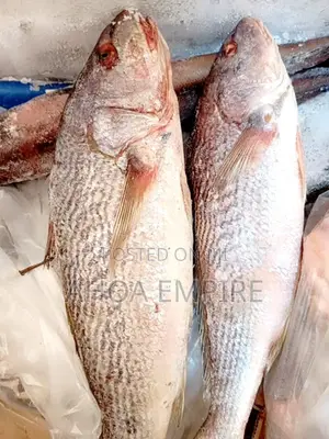 Croacker Fish -1kg