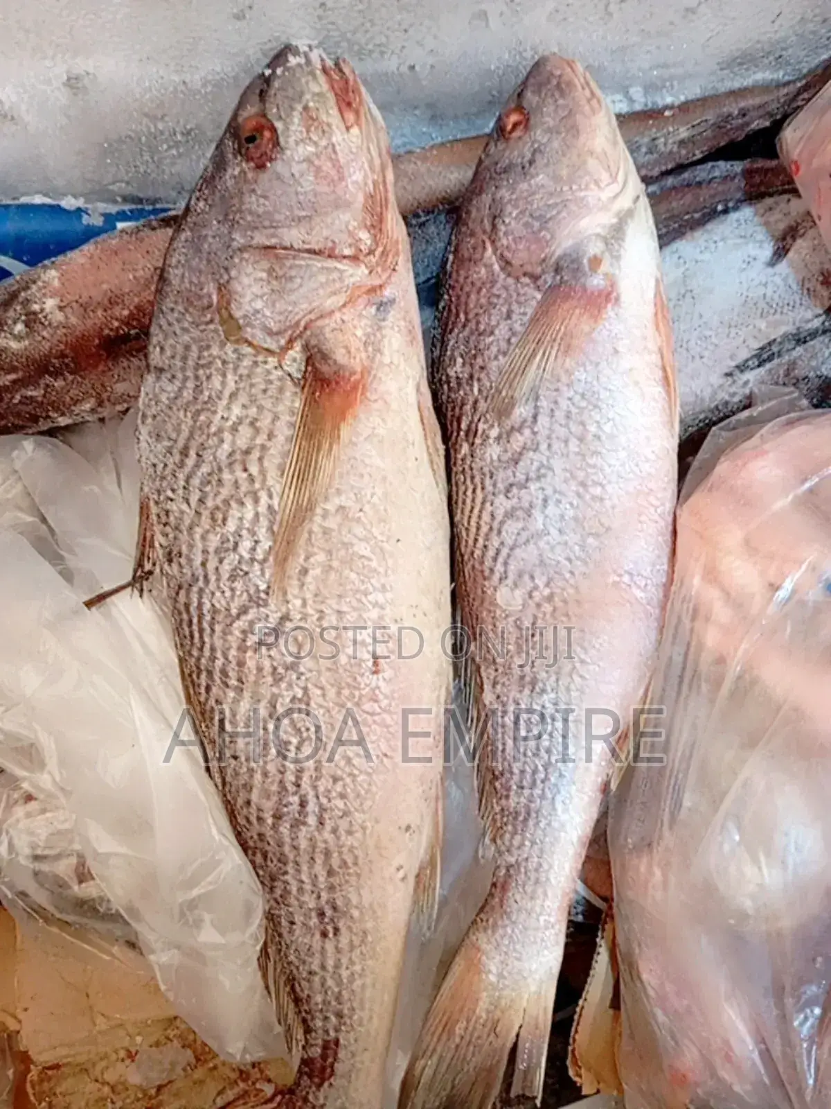 Croacker Fish -1kg