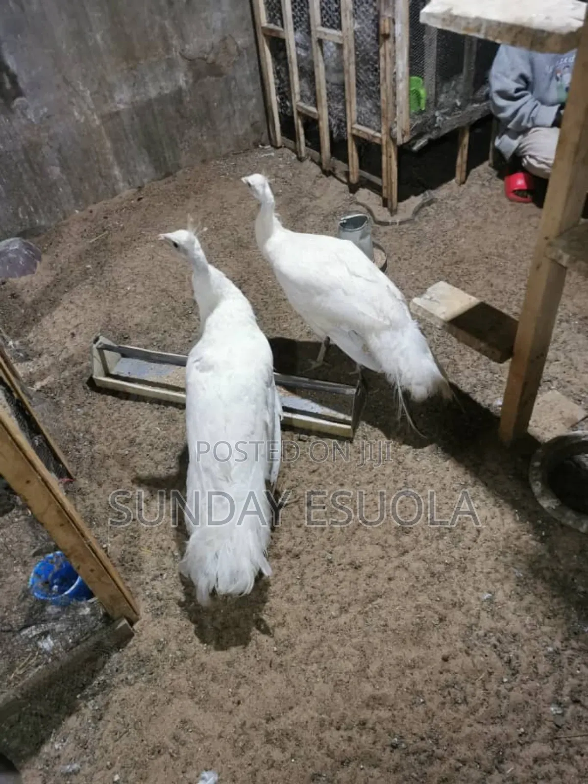 White Peacock