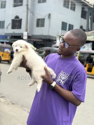 1-3 months Male Purebred American Eskimo