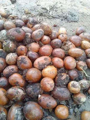Shea Butter Nut (Uncrack) (Tonne)