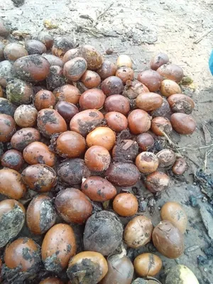Shea Butter Nut (Uncrack) (Tonne)