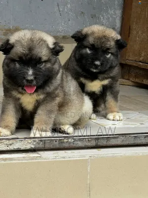 1-3 months Female Purebred Caucasian Shepherd