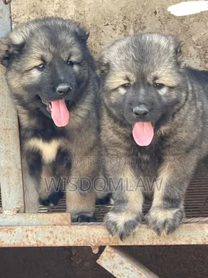 1-3 months Male Purebred Caucasian Shepherd