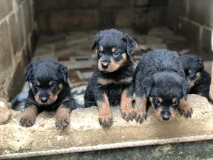 1-3 months Female Purebred Rottweiler