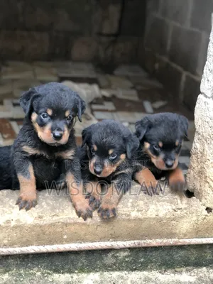 1-3 months Male Purebred Rottweiler