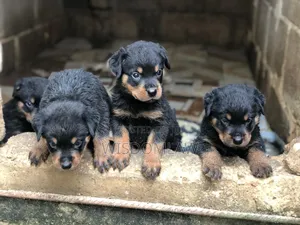 1-3 months Male Purebred Rottweiler