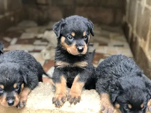 1-3 months Female Purebred Rottweiler