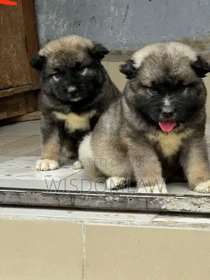 1-3 months Female Purebred Caucasian Shepherd