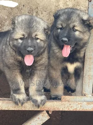 1-3 months Female Purebred Caucasian Shepherd