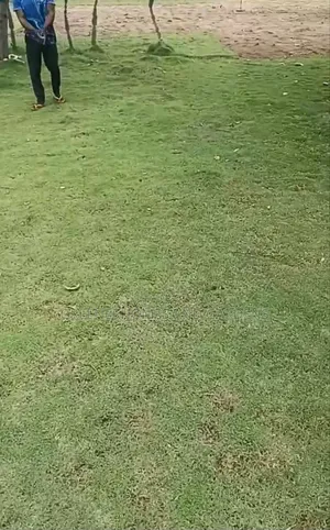 Carpet Grass