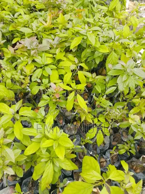 Avocado Hybrid Plant