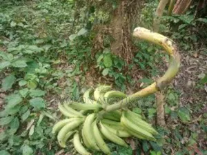 12000 Acres for Cocoa, Plantain, Oilpalm, Etc. At Okeigbo, Ondo State