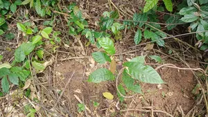 200,000 Acres for Cocoa, Plantain, Palms, Trees,etc at Ife-South, Osun