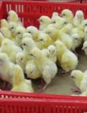 Quality Day Old Turkey for Sale