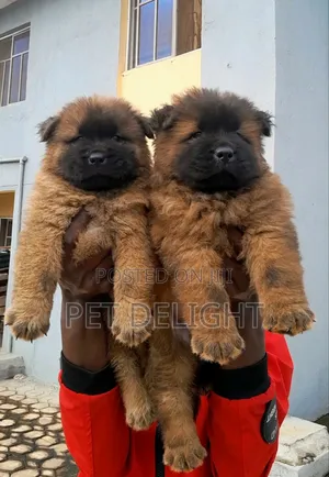1-3 months Male Purebred Chow Chow