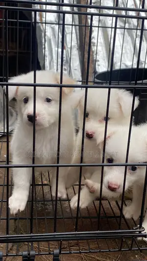 1-3 months Female Purebred American Eskimo