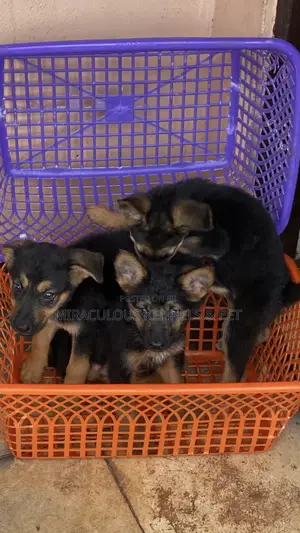 1-3 months Male Purebred German Shepherd