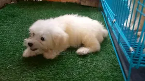 1-3 months Male Purebred Lhasa Apso