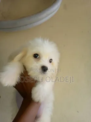 1-3 months Male Purebred Lhasa Apso