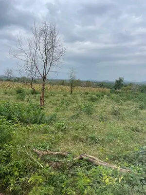 500 Acres of Land for Sale in a Secure Location in Odeda.