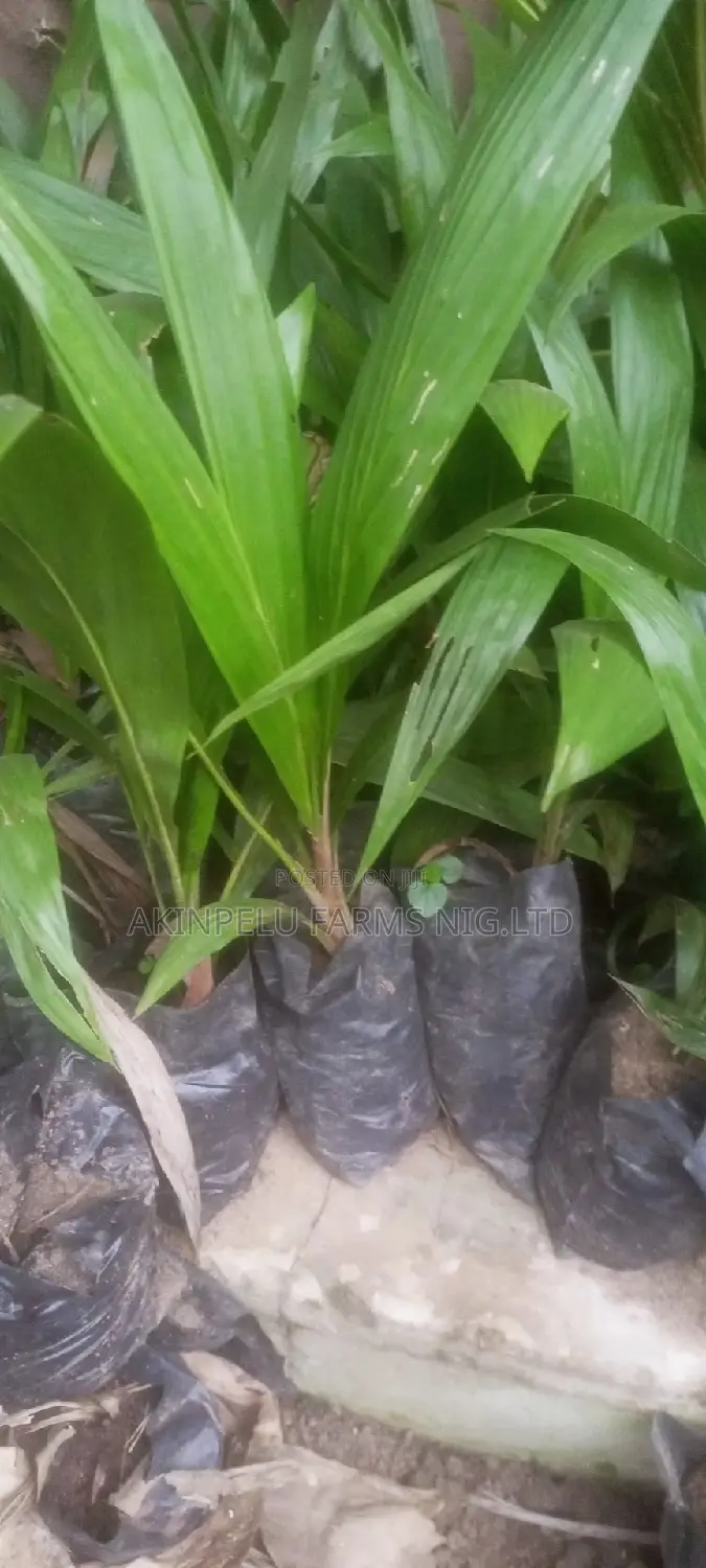Palm Seedling