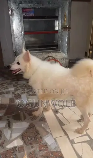 1+ year Female Purebred American Eskimo