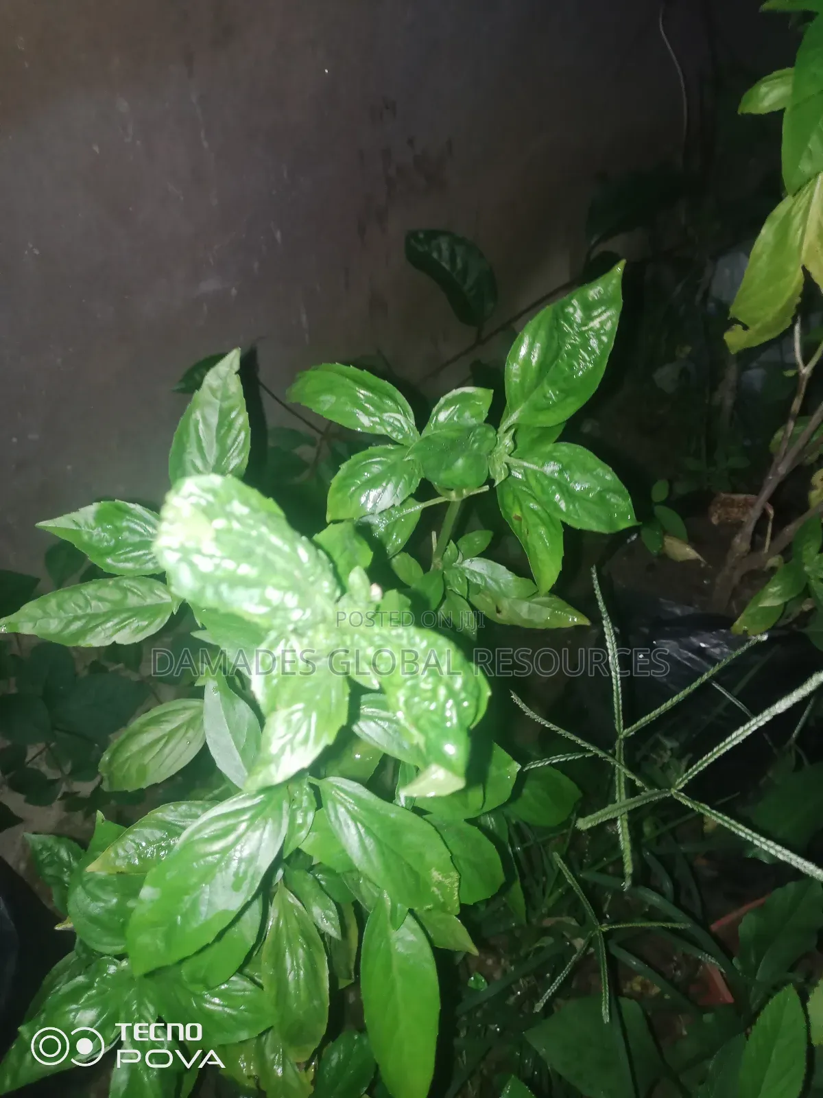 Sweet Basil Seedlings
