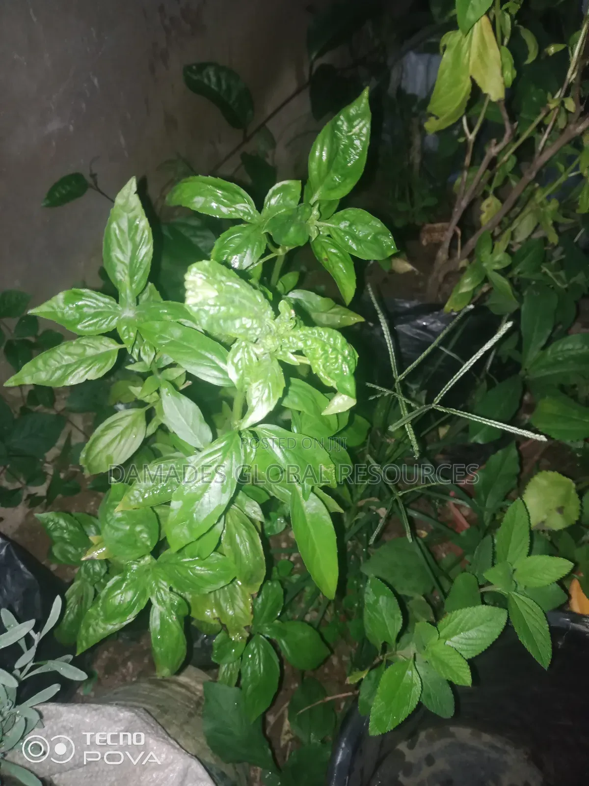 Sweet Basil Seedlings