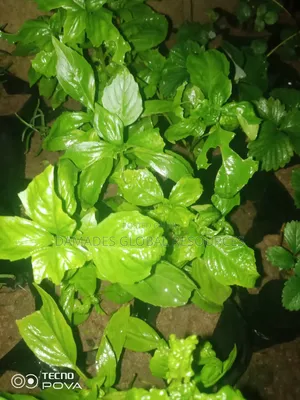 Sweet Basil Seedlings