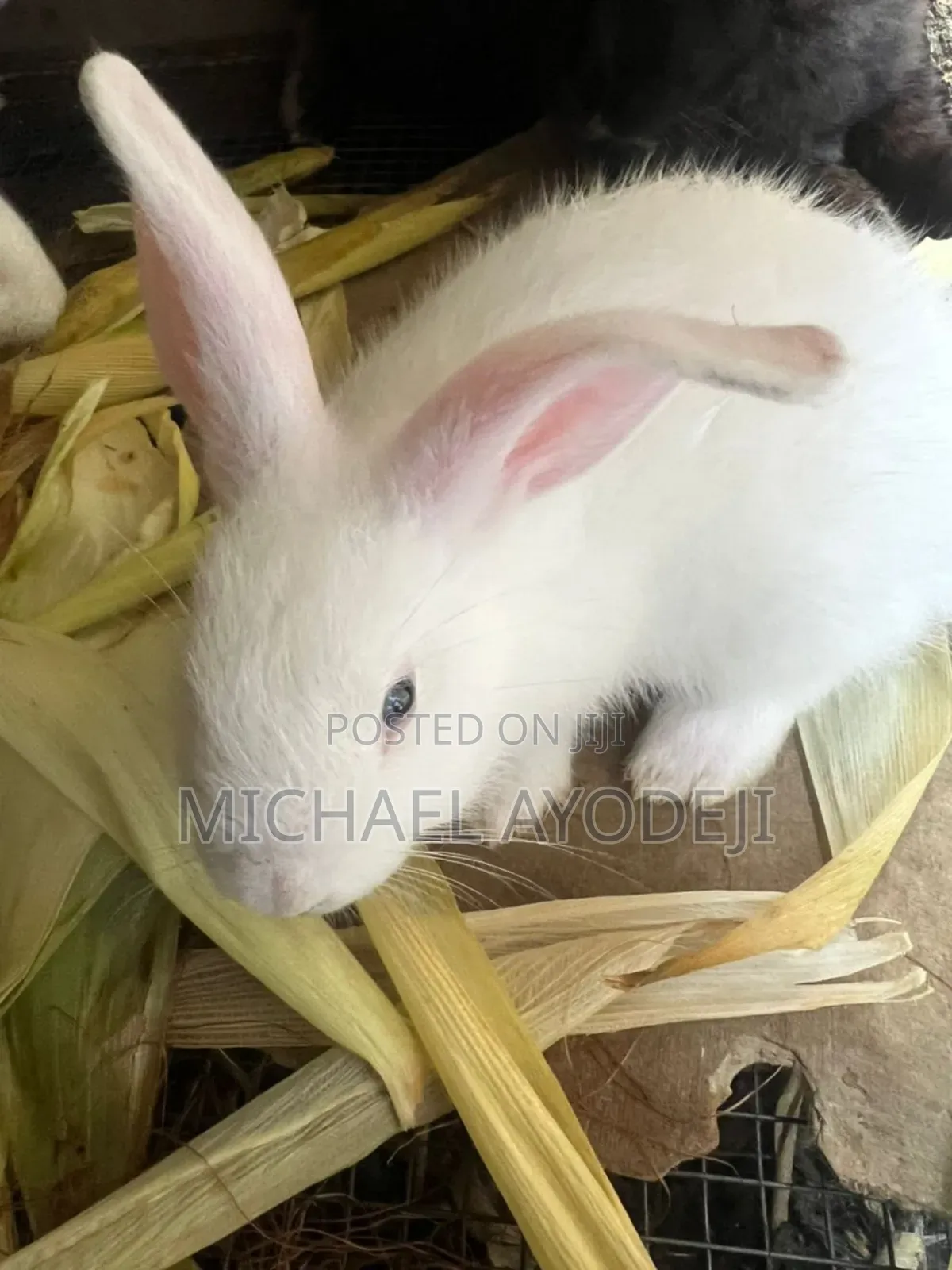 Rabbit for Sale