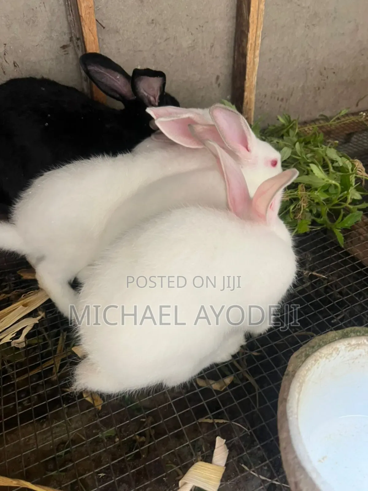 Rabbit for Sale
