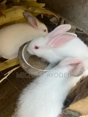 Rabbit for Sale