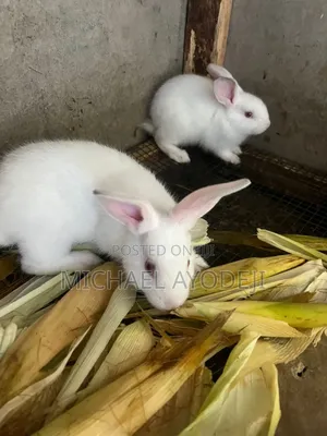 Rabbit for Sale