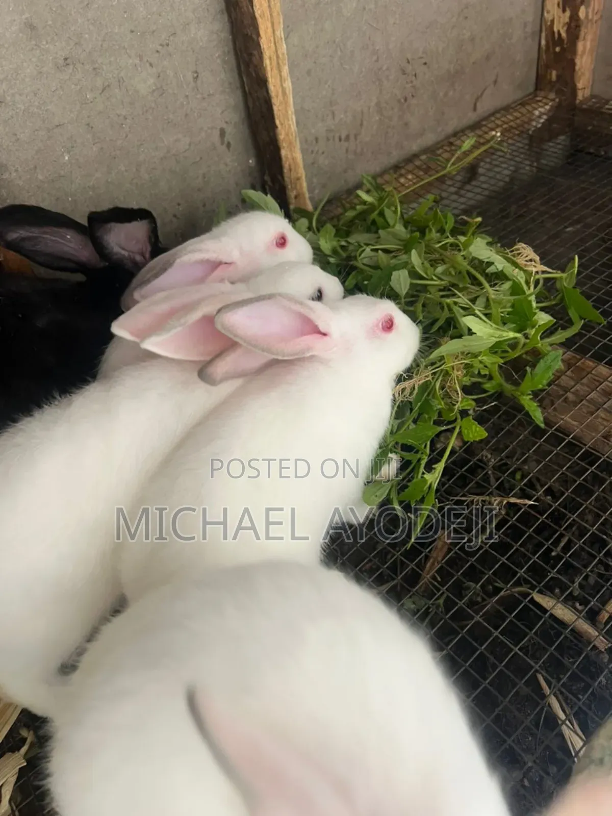 Rabbit for Sale