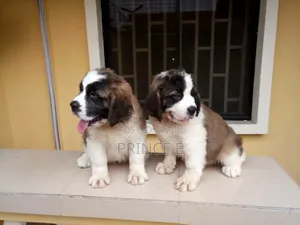 1-3 months Female Purebred Saint Bernard