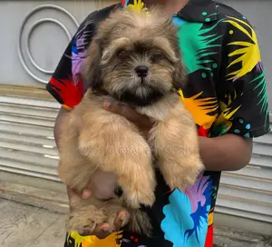 1-3 months Male Purebred Lhasa Apso