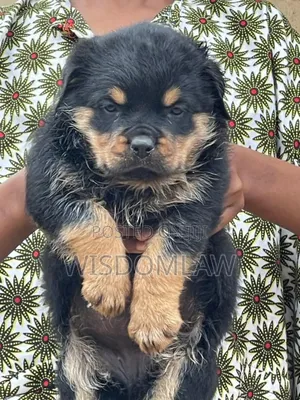 1-3 months Male Purebred Rottweiler