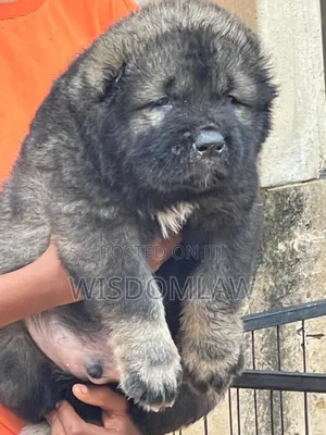 1-3 months Female Purebred Caucasian Shepherd