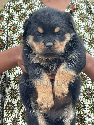 1-3 months Male Purebred Rottweiler