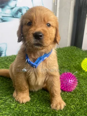1-3 months Male Purebred Golden Retriever