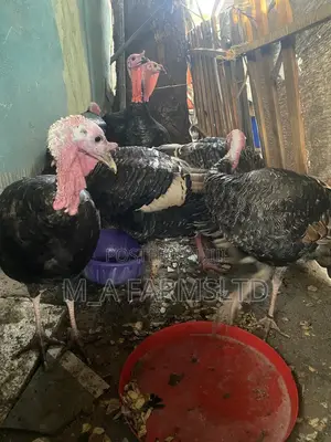 Big And Medium Sized Turkey