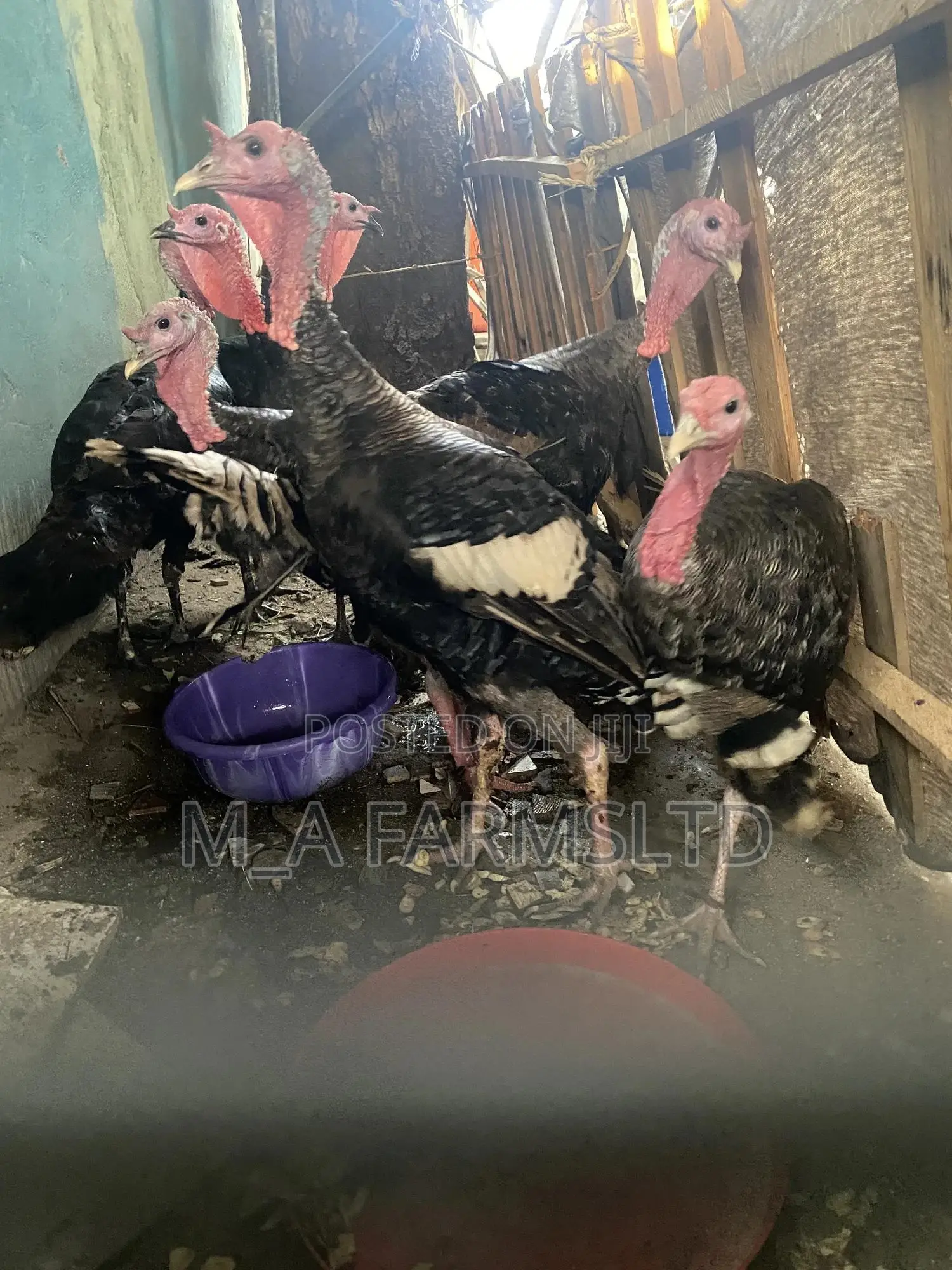 Big And Medium Sized Turkey