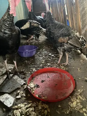 Big And Medium Sized Turkey