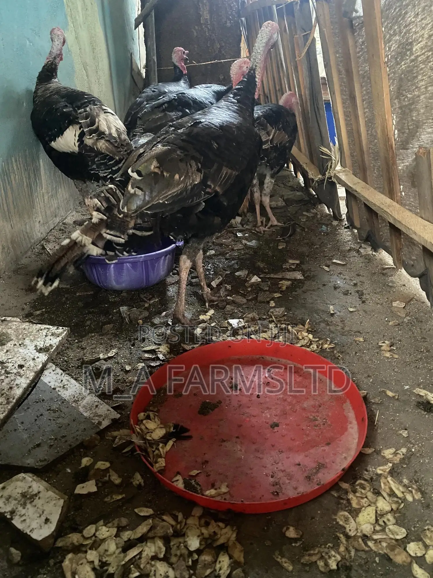 Big And Medium Sized Turkey