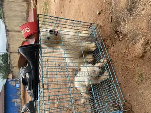 1+ year Male Purebred Lhasa Apso